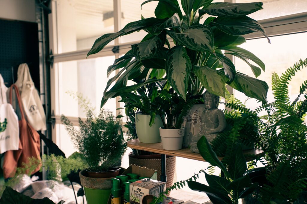 A collection of lush indoor plants with decorative elements in a natural light setting.