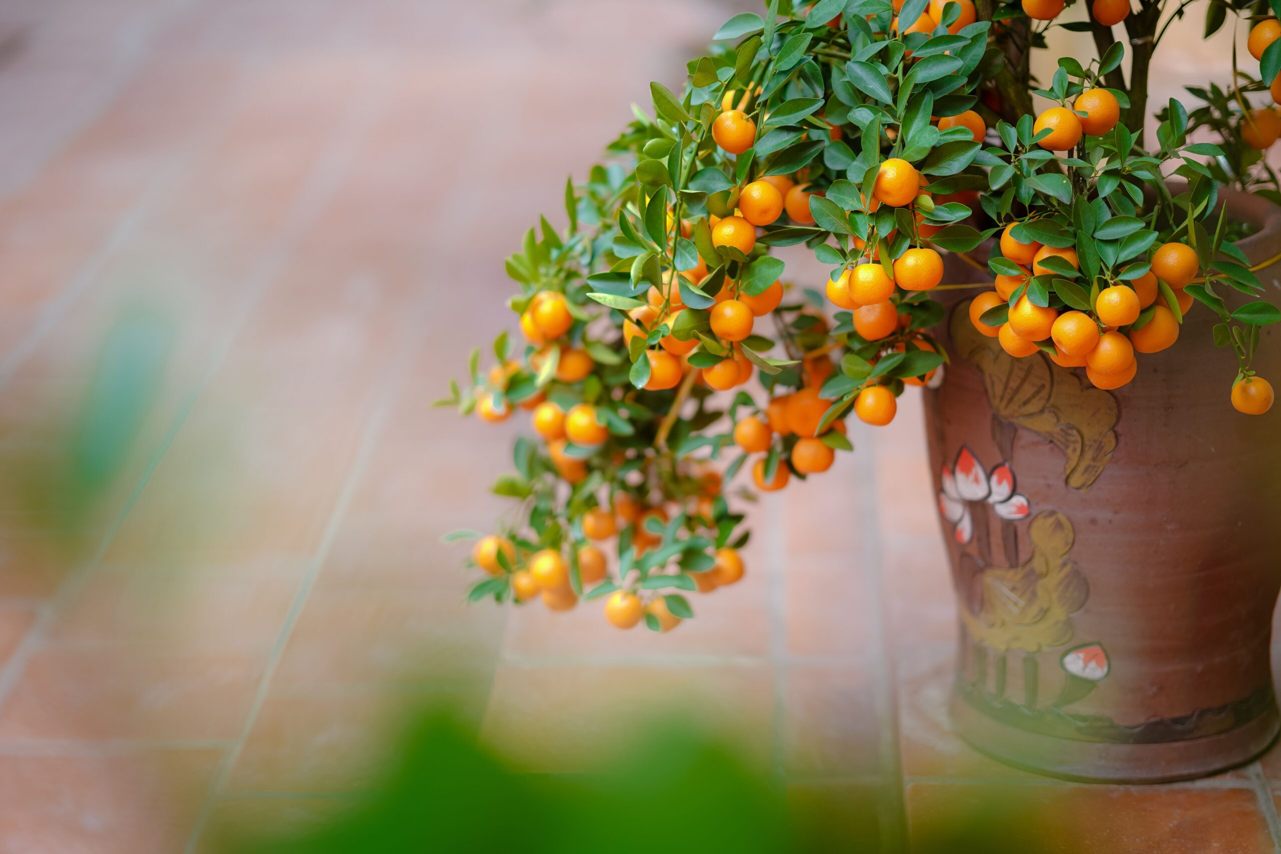 A close-up view of a mandarin tree with ripe fruit in a decorative pot. árvores frutíferas em vasos