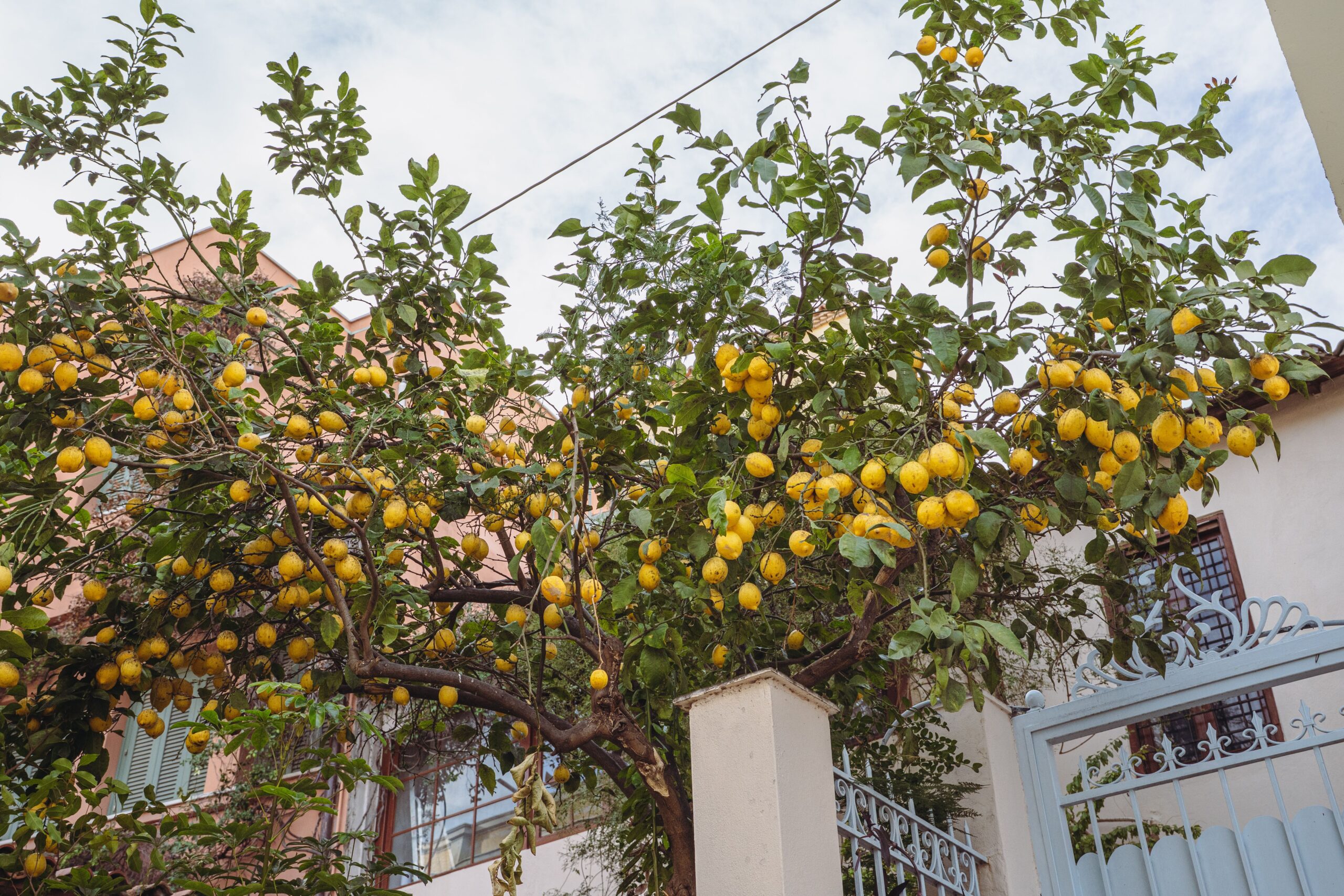 A lush lemon tree laden with ripe lemons in a residential backyard setting.